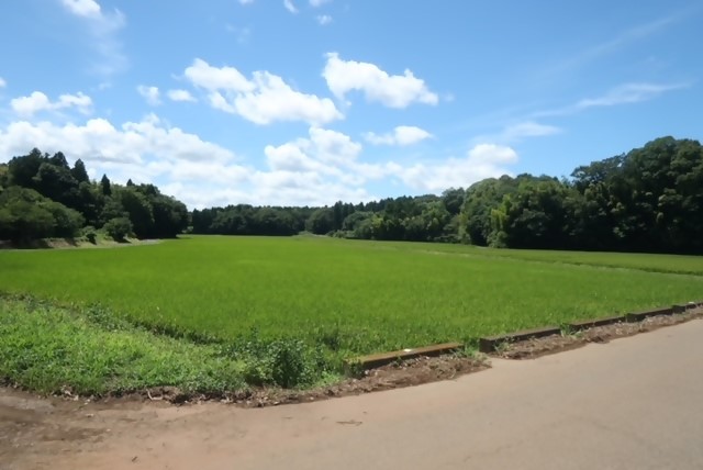 田んぼ2