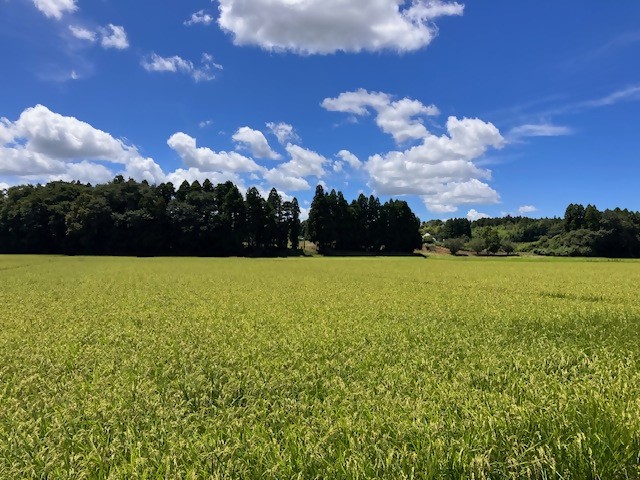 田んぼ3