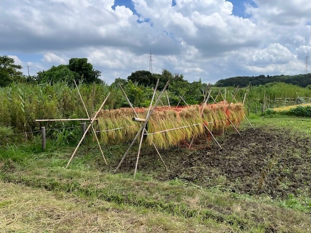 田植え