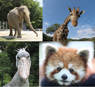 動物公園動物4種