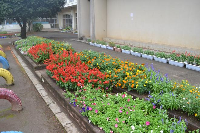 白井小学校花壇