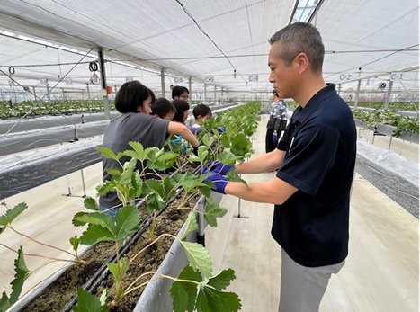 いちご苗植え