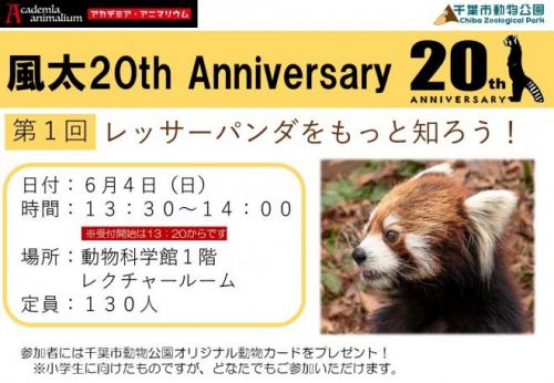 アカデミアアニマリウム6月レッサーパンダ