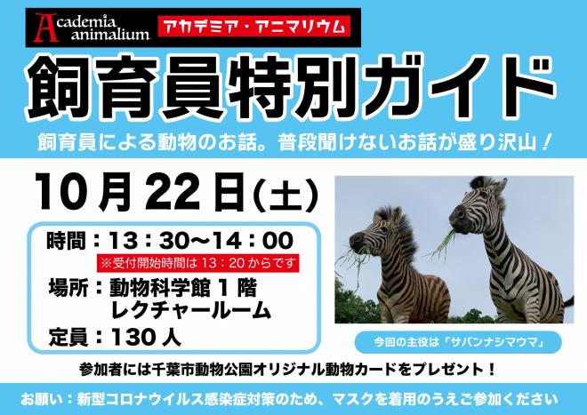 サバンナシマウマ