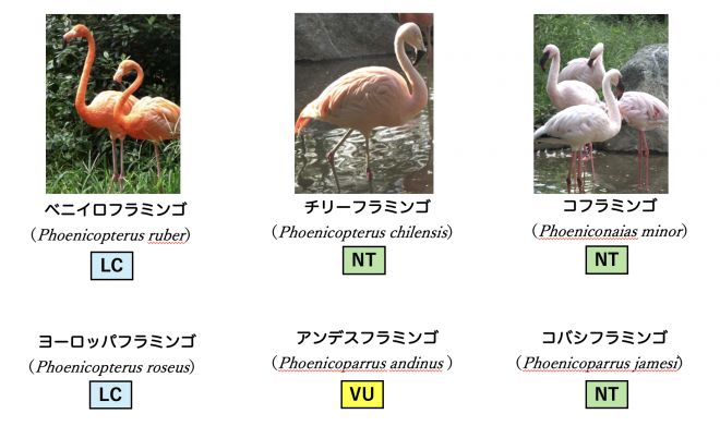 フラミンゴ6種