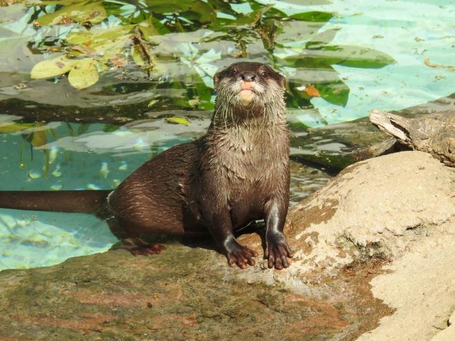 カワウソ