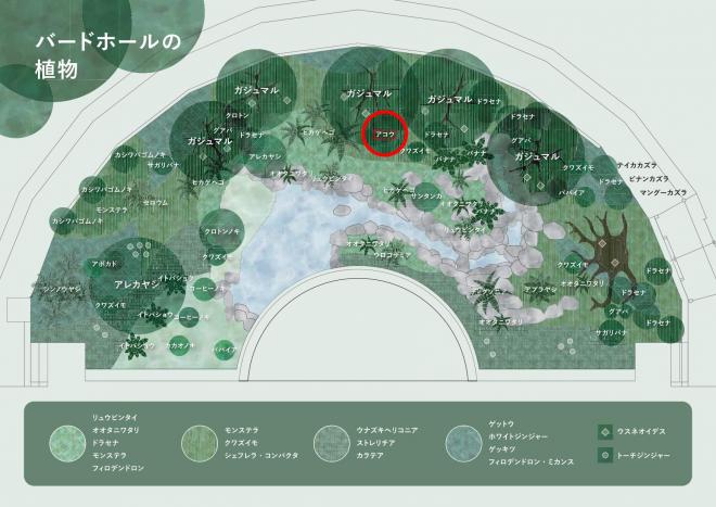 アコウ位置