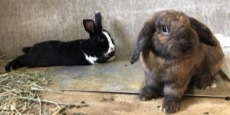 うさぎ（エンリッチメント）