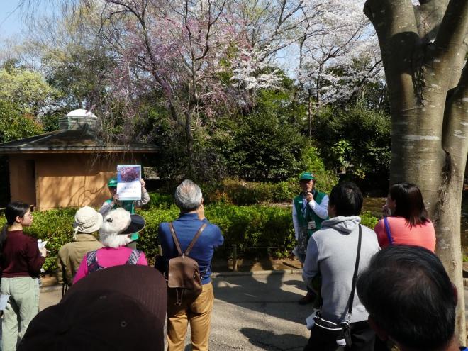 sakuraguid