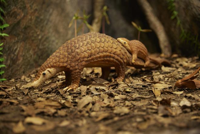 センザンコウ