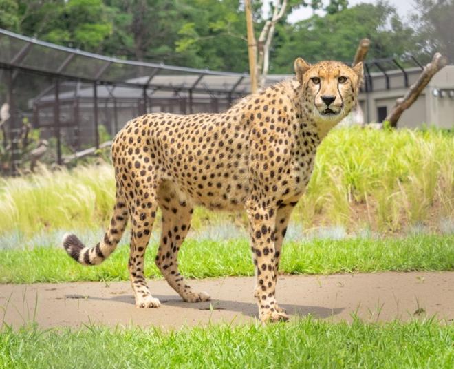 チーター　ふろど