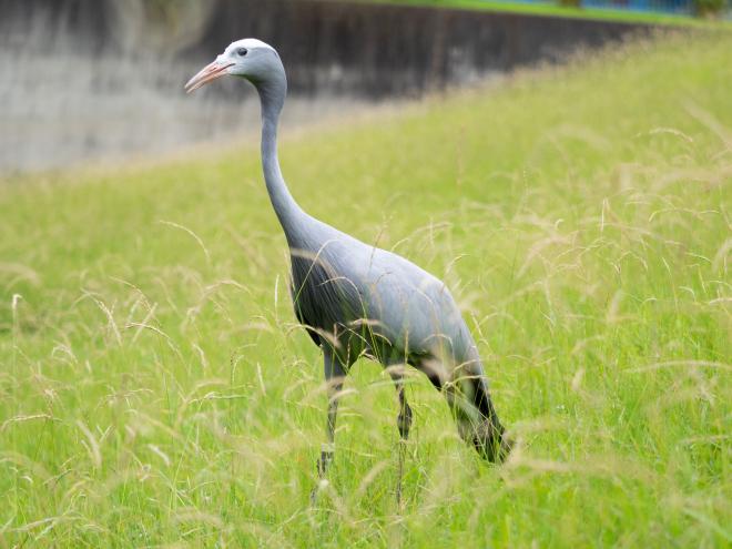 ハゴロモヅル