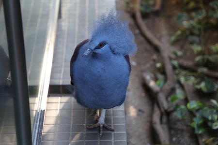 カンムリバト