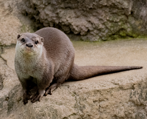 コツメカワウソ