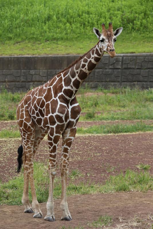 キリン