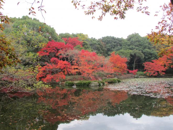大池の紅葉