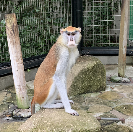 パタスザル
