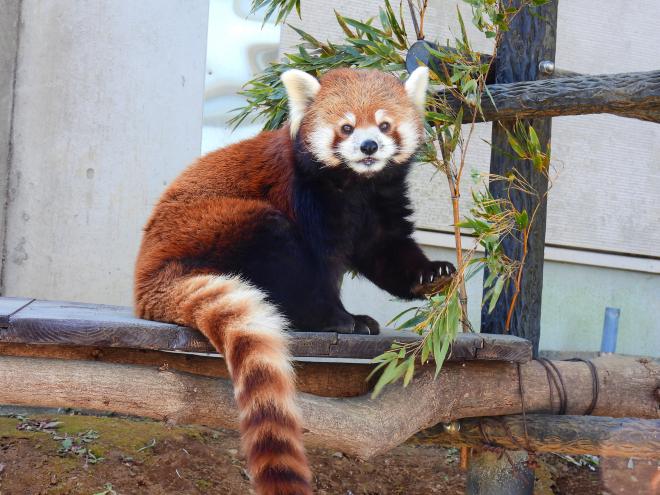 レッサーパンダ