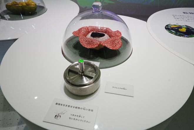 拡大戦略2