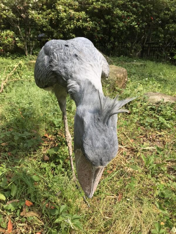 ハシビロコウ（おじぎ）