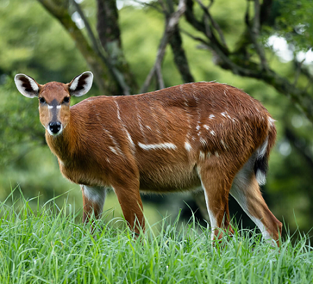 シタツンガ
