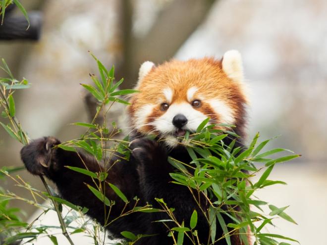 レッサーパンダ