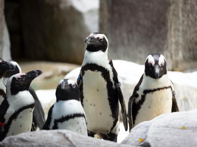 ケープペンギン
